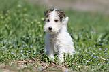 FOX TERRIER 311